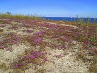 Schweden im Sommer: Urlaub und Hostel auf Gotland 